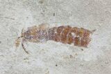 Fossil Mantis Shrimp (Sculda syriaca) - Lebanon #70143-1